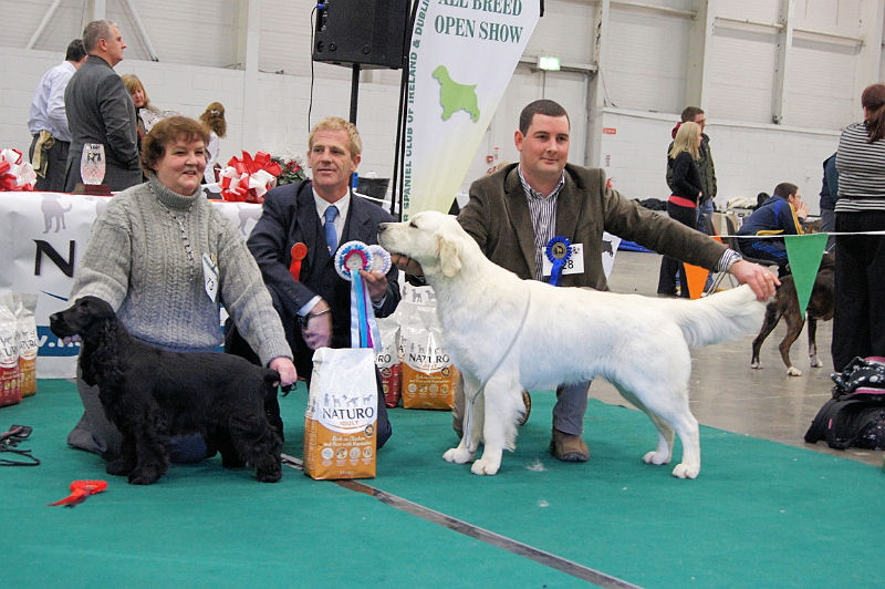 JCC 533.JPG - Best Puppy Stakes & Reserve.Judge:     Mr. R. KellyLochranza Mamma Mia At Stiloga - Ms. L. A. Graham (English Cocker Spaniel)Hunting Duck And Cover - Mr. D. G. Galvin (Golden Retriever)